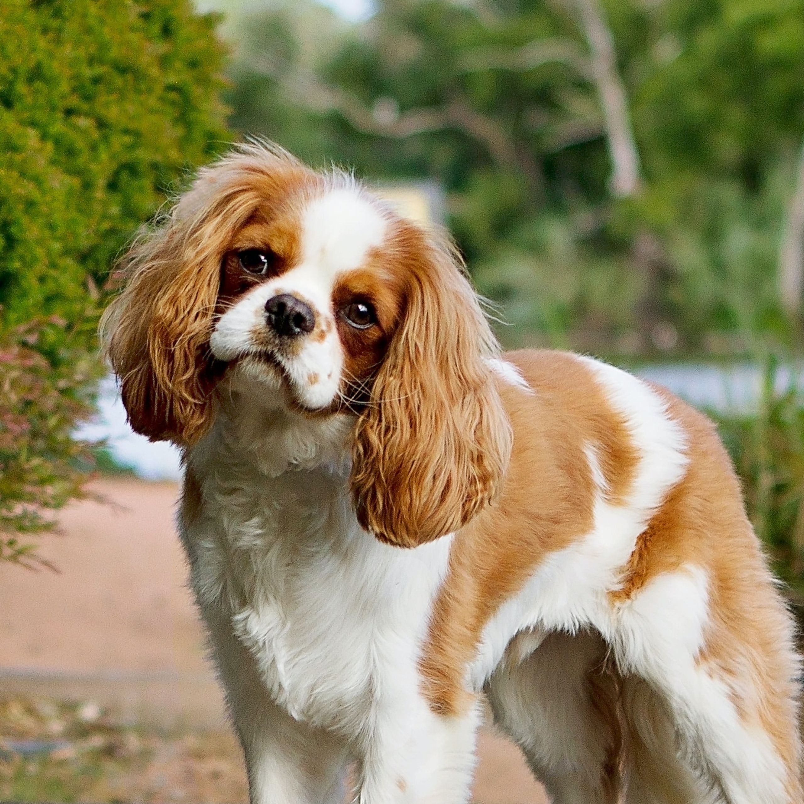 dog on walkway